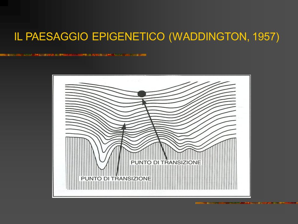 MODULO 4 21 settembre LA CONTINUITA NELL ORIENTAMENTO Relatrice